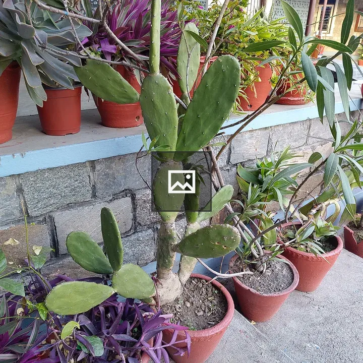 Potted plants along stone wall