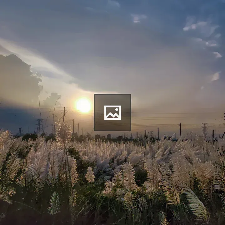 Serene grasses at sunset