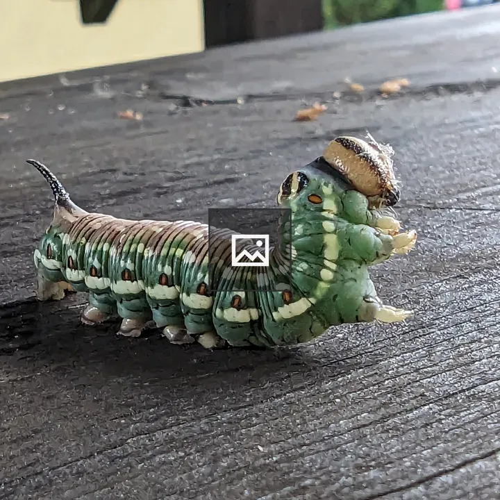 Caterpillar in Slovakia