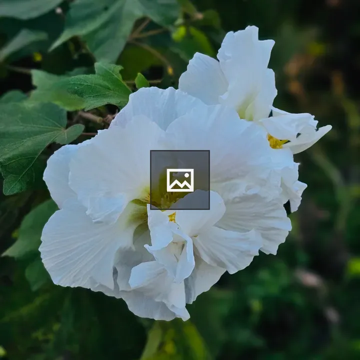 Two white cotton roses