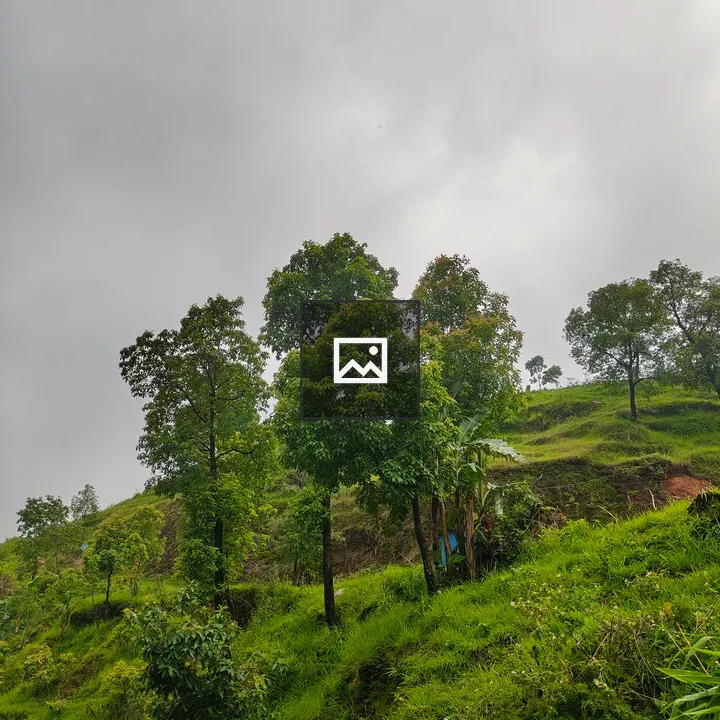 Green hillside with trees