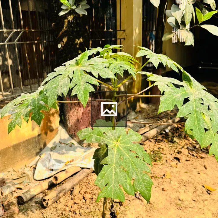 Young papaya tree in sunny yard