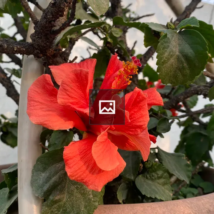 Vibrant hibiscus flower in bloom