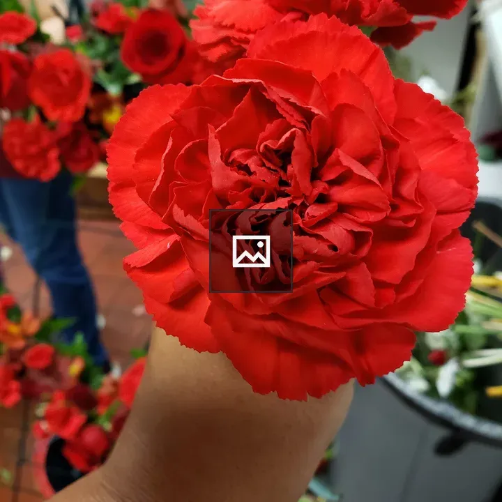 Close-up of Red Carnation in Hand