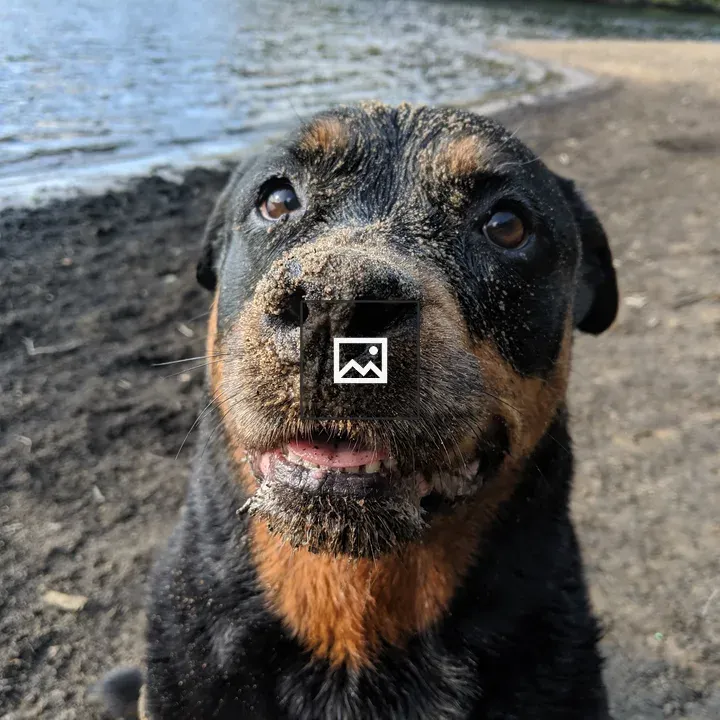 Rottweiler by the Water