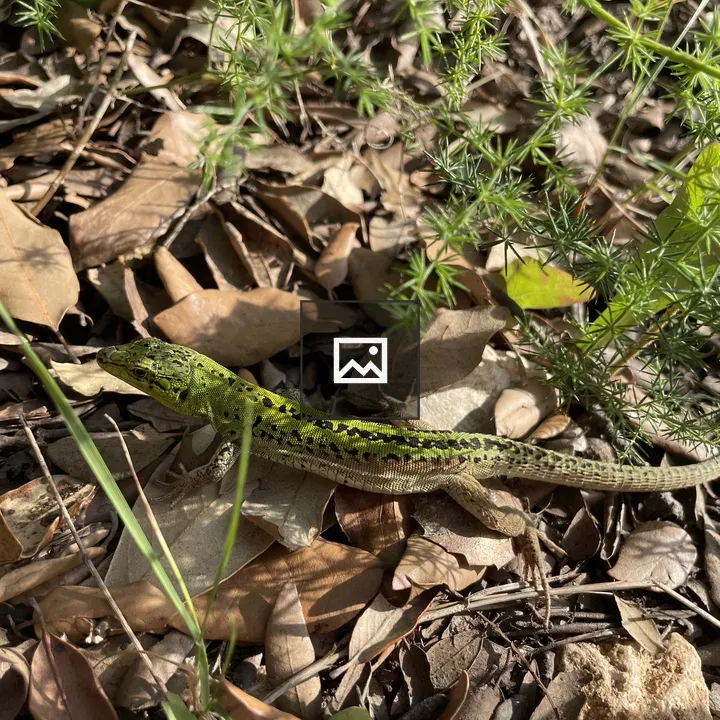 Lizard Camouflaged on Forest Floor