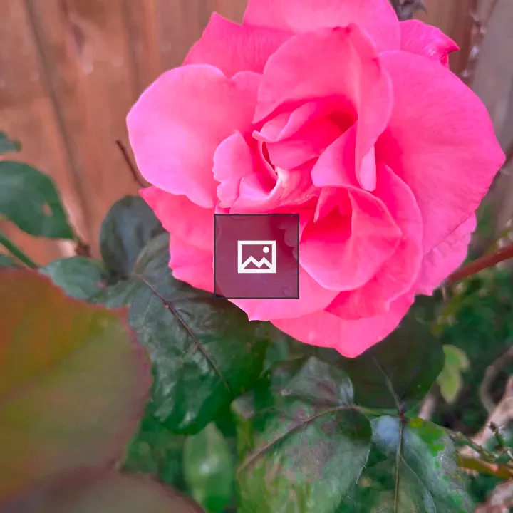 Pink Rose by Fence