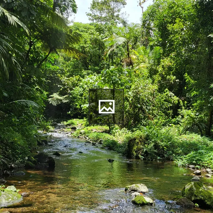 Stream through a lush forest