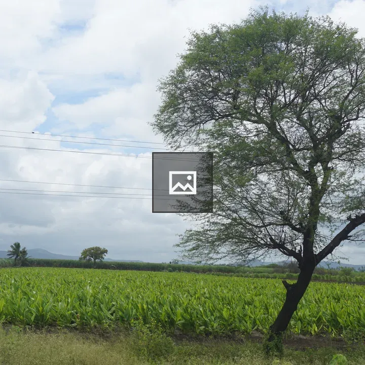 Farmland with Rows of Crops