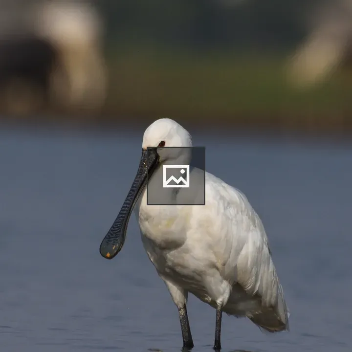 White Eurasian Spoonbill