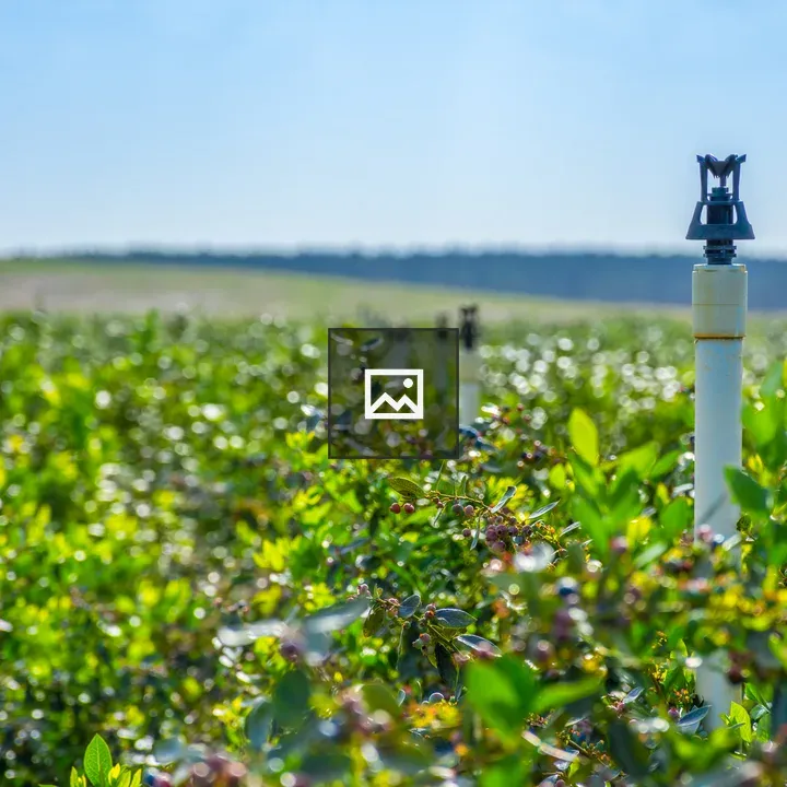 Sprinkler in blueberry field