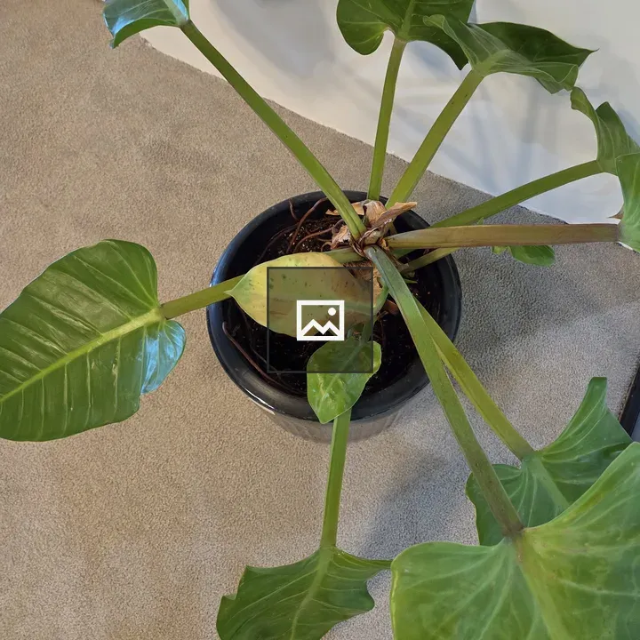 Potted plant with broad green leaves