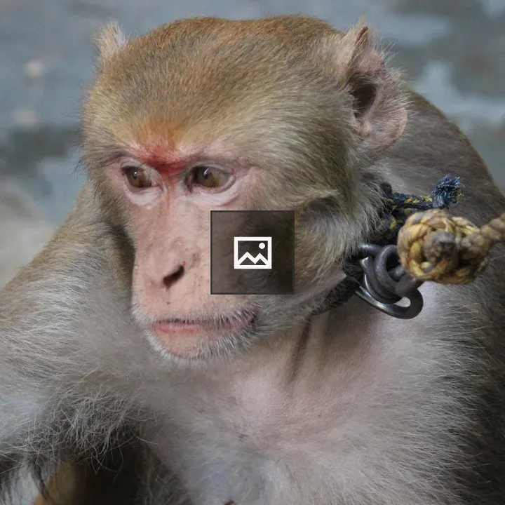 Rhesus macaque monkey