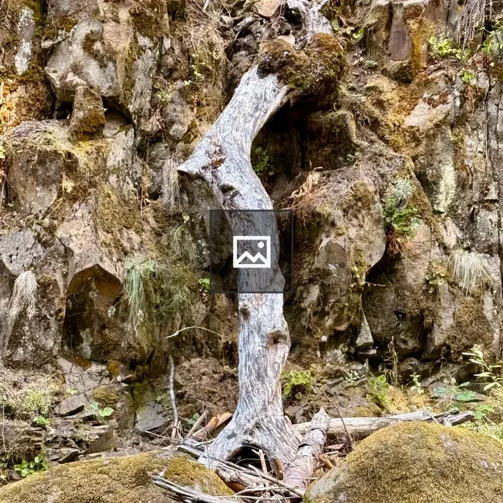 Dry tree trunk in rocky cliff