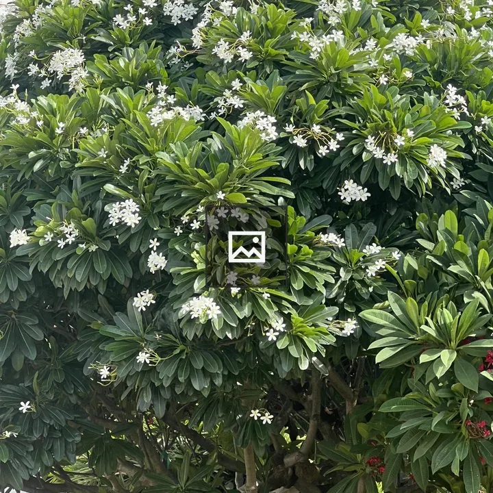 Flowering tree in bloom