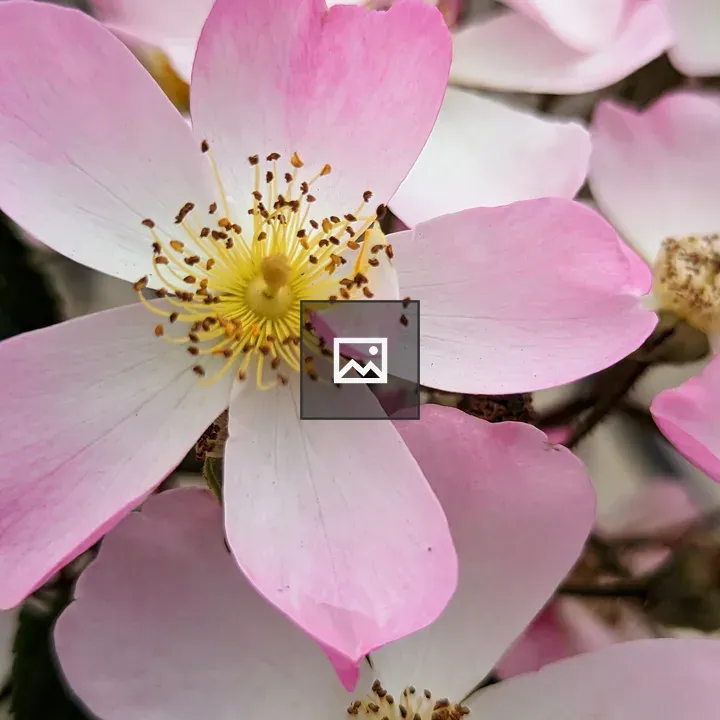 Close up flower with pink, white, yellow petals