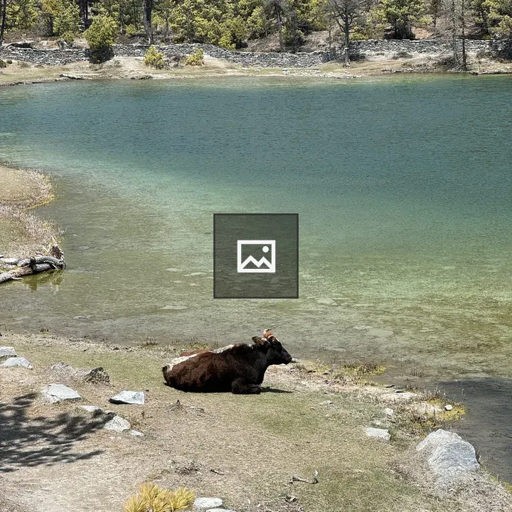 Yak on grassy bank near alpine lake