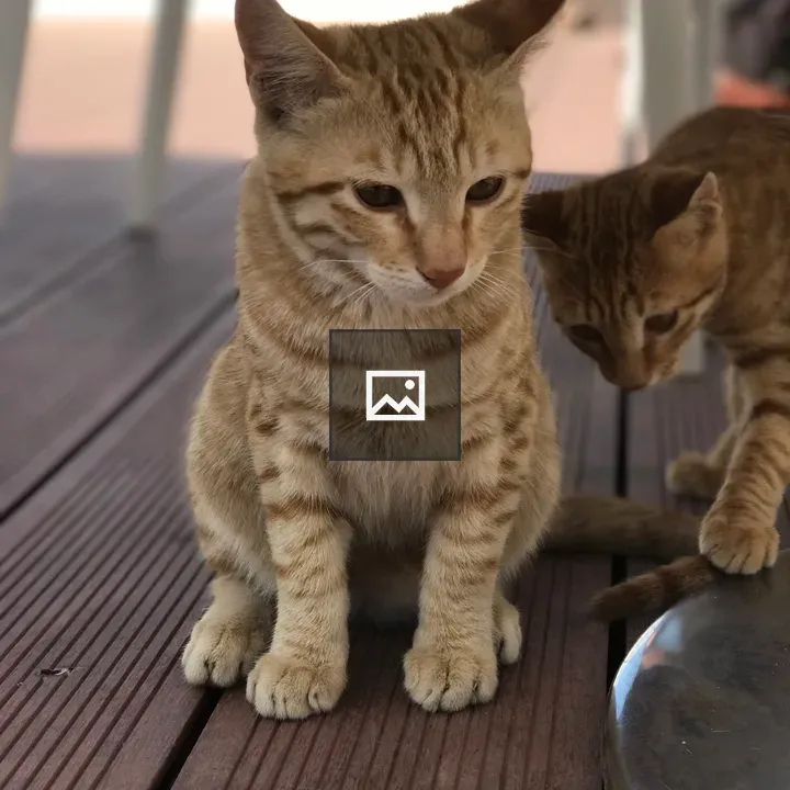 Two striped ginger kittens
