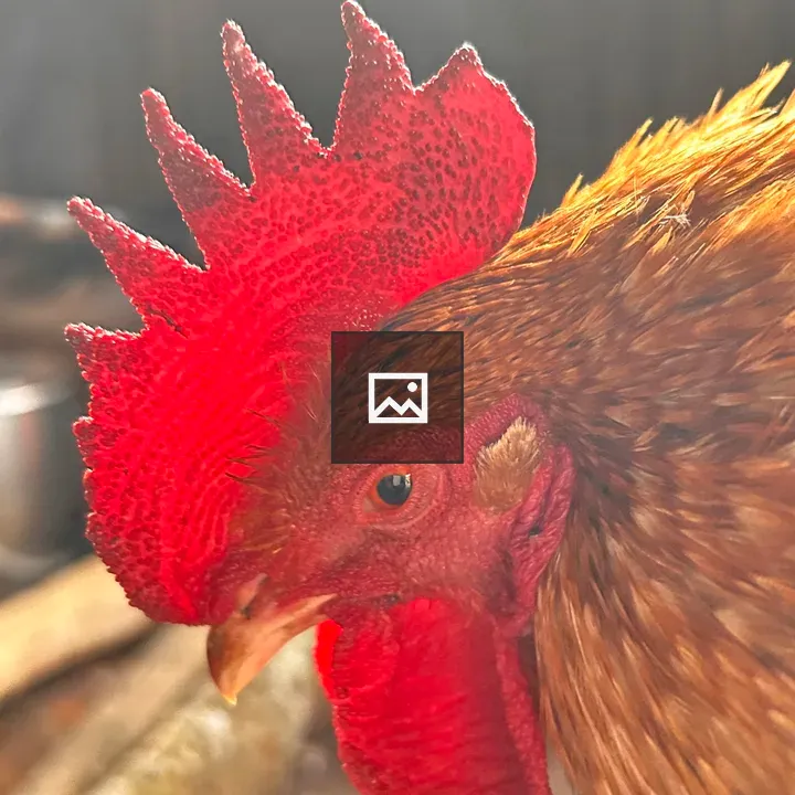 Rooster Head Up Close