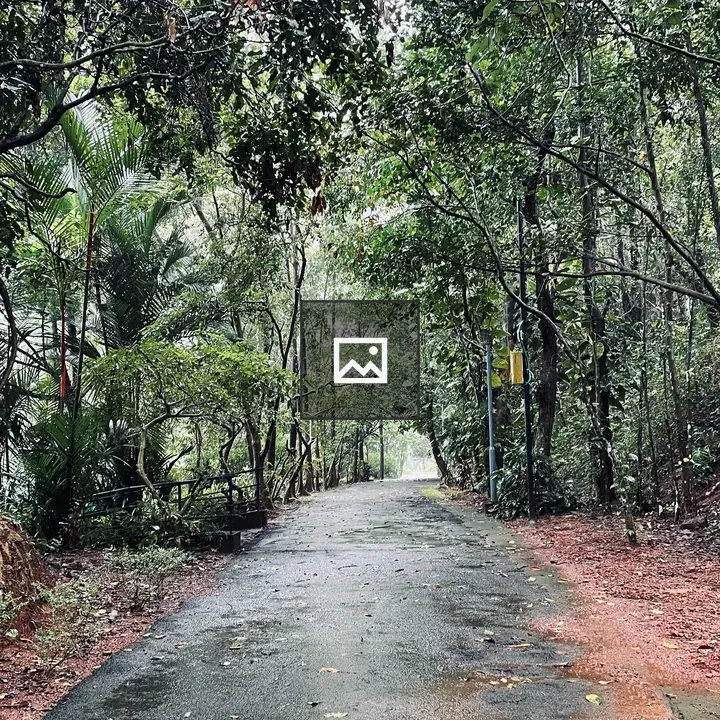 Forest Pathway in Wet Tropical Forest