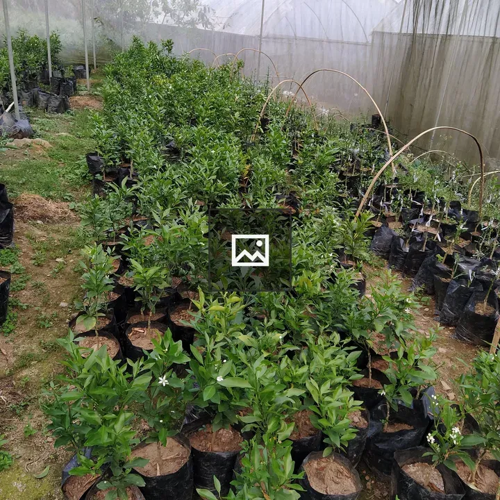 Greenhouse with young plants