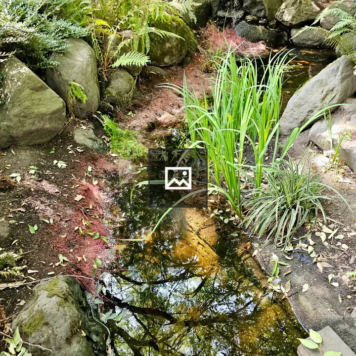 Pond with Green Plants and Rocks