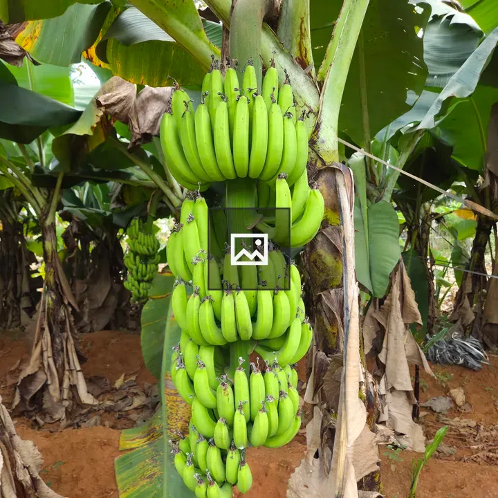 Banana cluster on plant
