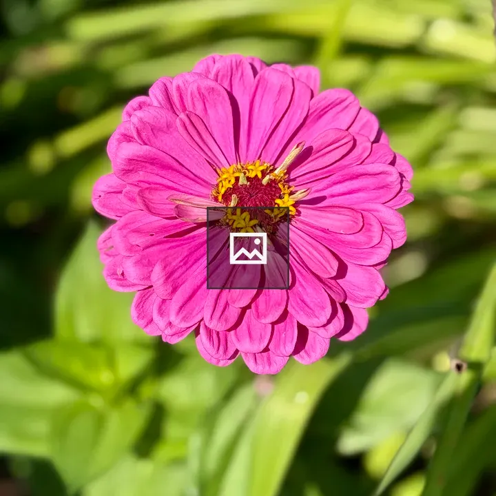 Pink Zinnia Flower in Bloom