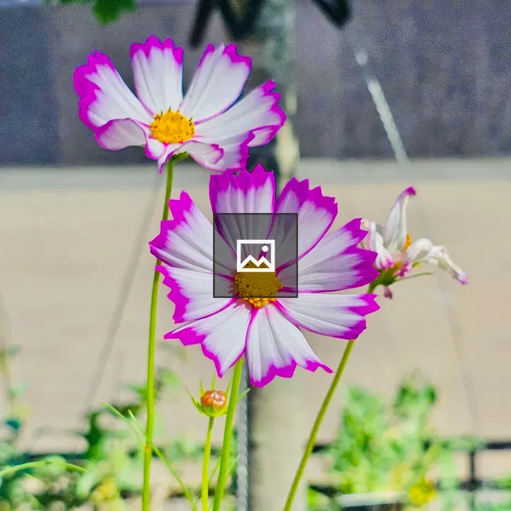 Garden cosmos flowers