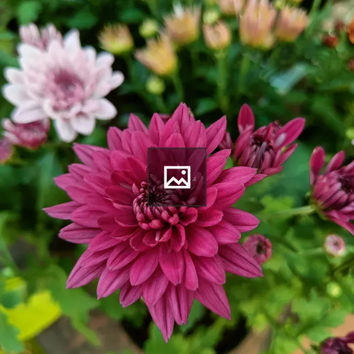 Violet Dahlia Flower