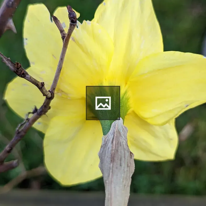 Backside of a yellow daffodil