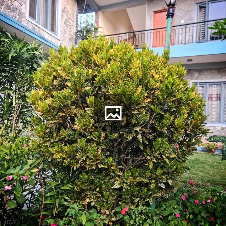 Garden foliage in green and orange