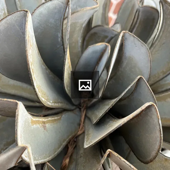 Steel cactus sculpture