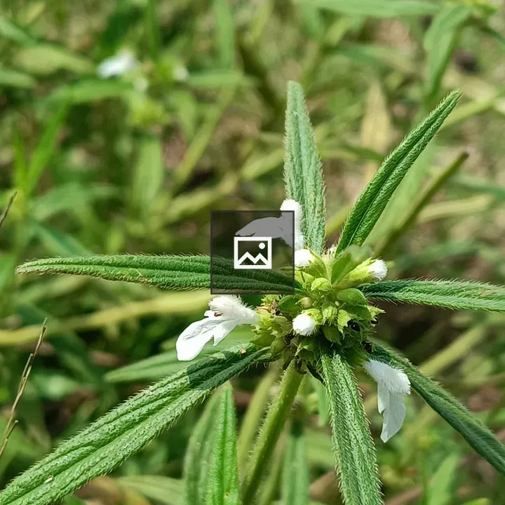 Close-up of Thumba plant