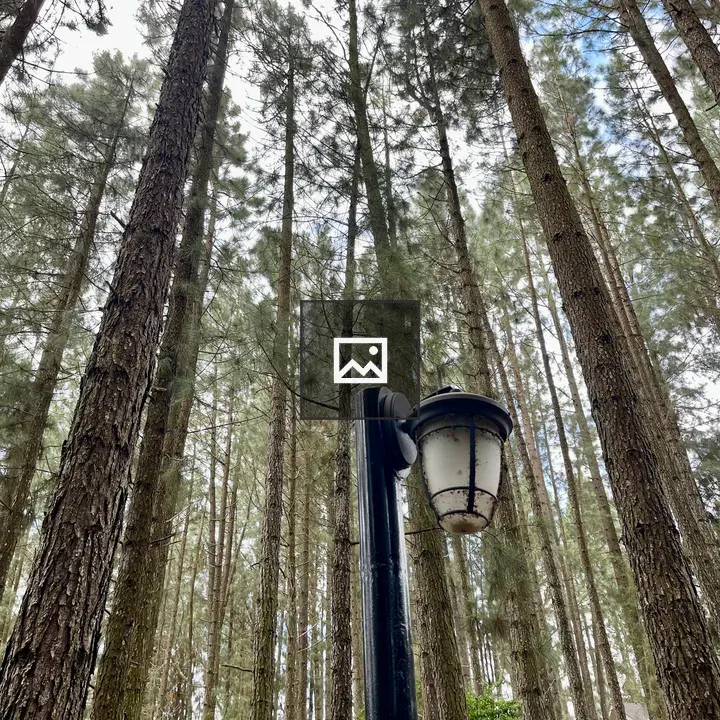 Light post among pines