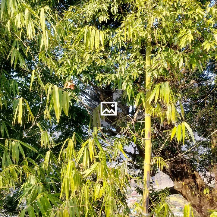 Bamboo plants in green scene