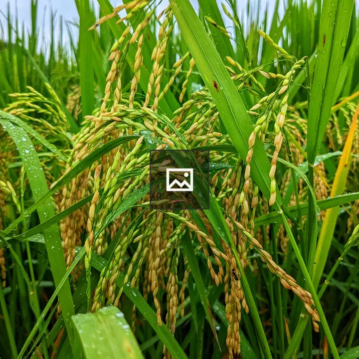 Paddy Crop