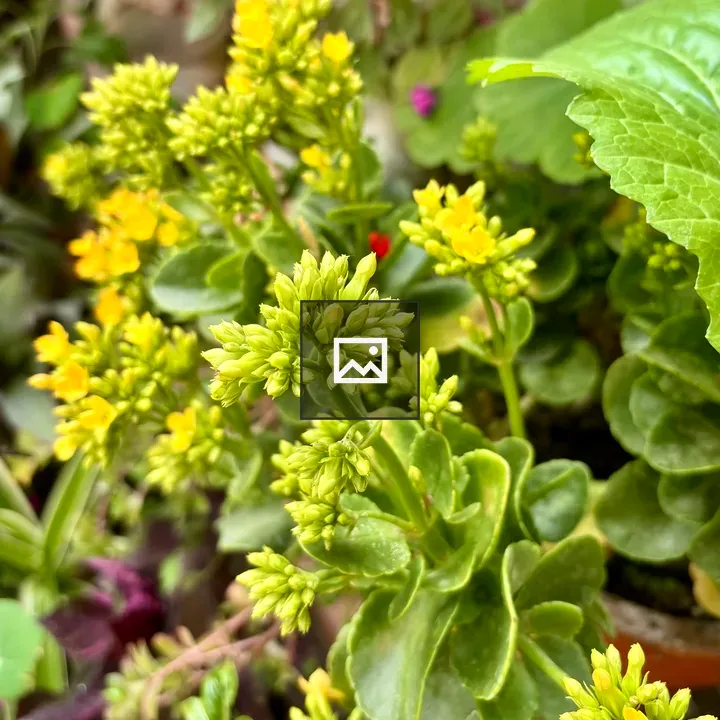 Yellow and Green Succulent Close-Up