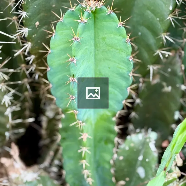 Cactus Macro with Golden Thorns