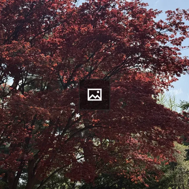Red Maple with Bright Leaves