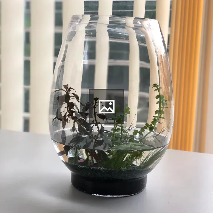 Glass terrarium with aquatic plants