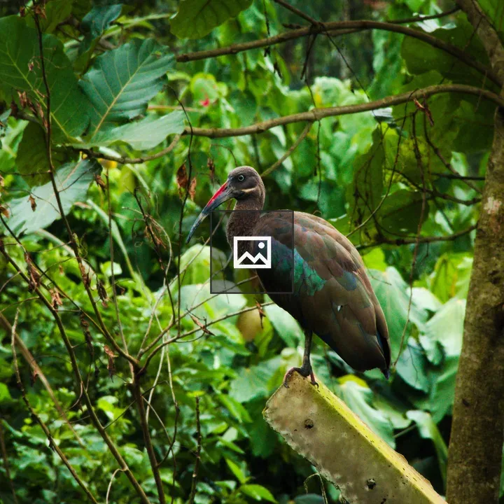 Hadeda Ibis on a Branch
