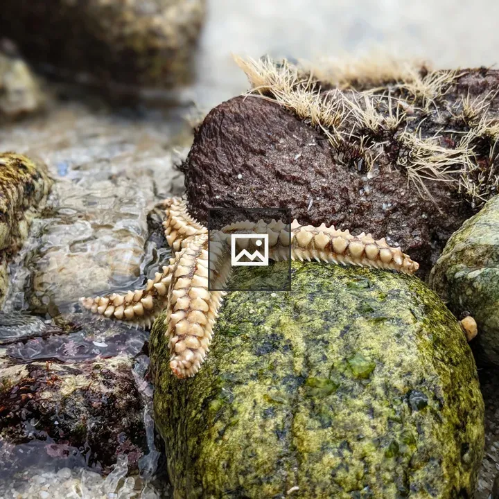 Starfish in the Grove