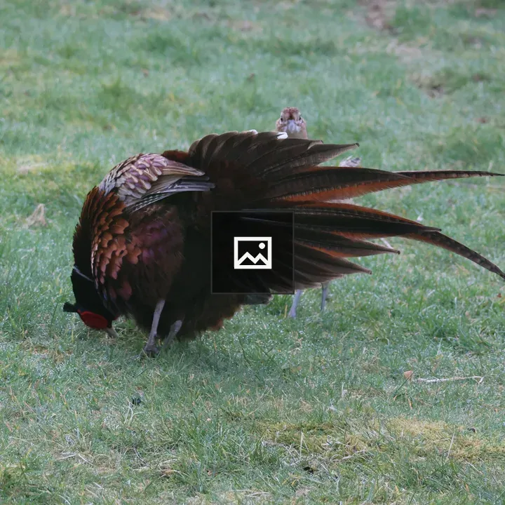 Male pheasant displaying feathers