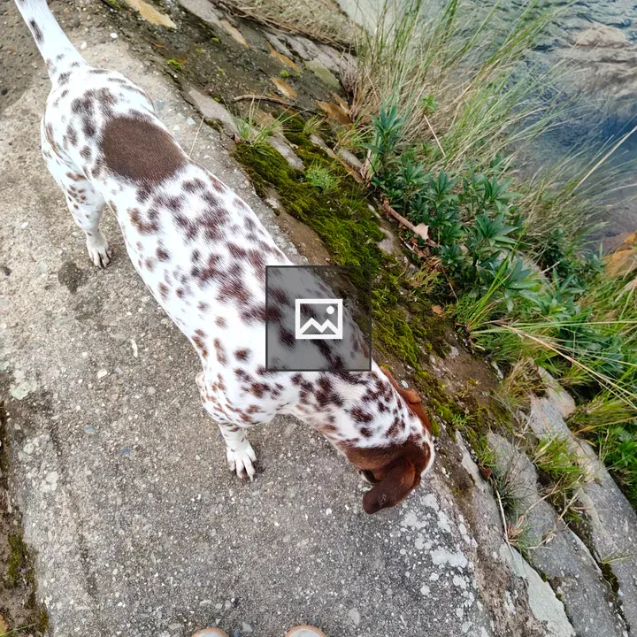 Spotted dog near rocky path by water