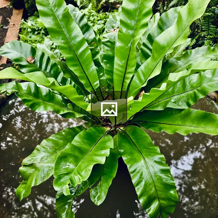 Nest Fern by Water Body