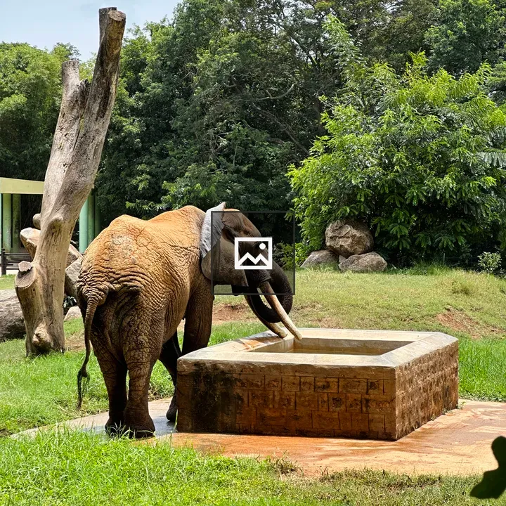 Elephant Drinking Water