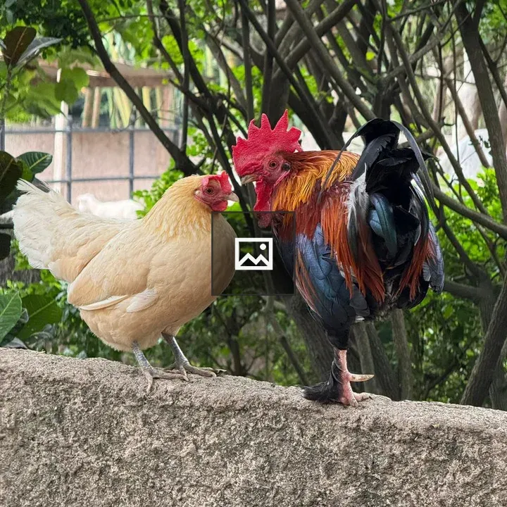 White hen and colorful rooster