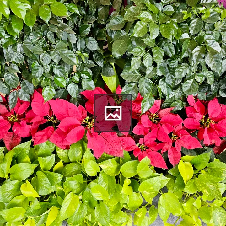 Vibrant Green and Red Plants
