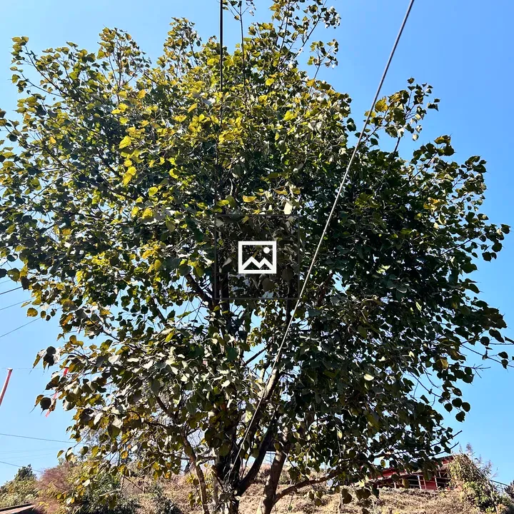 Tree by the roadside